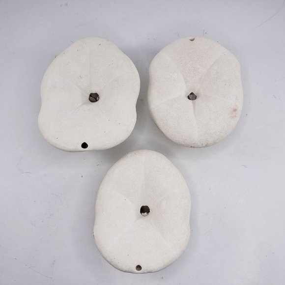 Large Sand Dollar Sea Biscuit Puffy 5" x 4" Vintage Natural Set of 3 - Picture 6 of 13